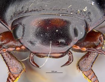 Media type: image;   Entomology 23971 Aspect: head frontal view